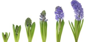 Omzet|Voorbeeld: Omzetgroei Bloemenwinkel